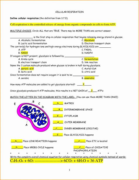 photosynthesis and cellular respiration worksheet answers quizlet